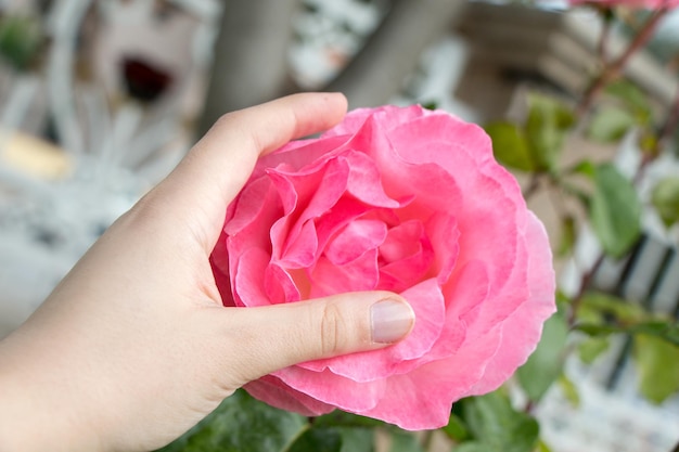 Hand holding a colorful Rose Flower