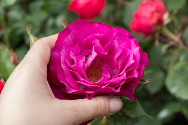 Hand holding a colorful Rose Flower