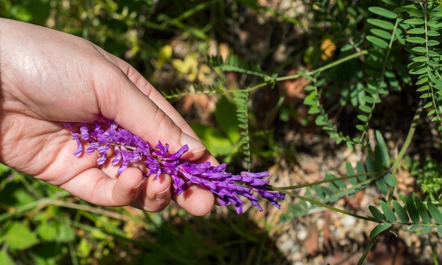 Foto mano che tiene fiori primaverili colorati