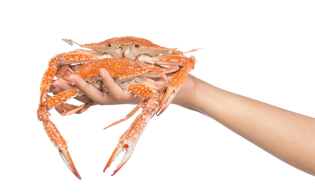 hand holding cooked crab isolated on white background