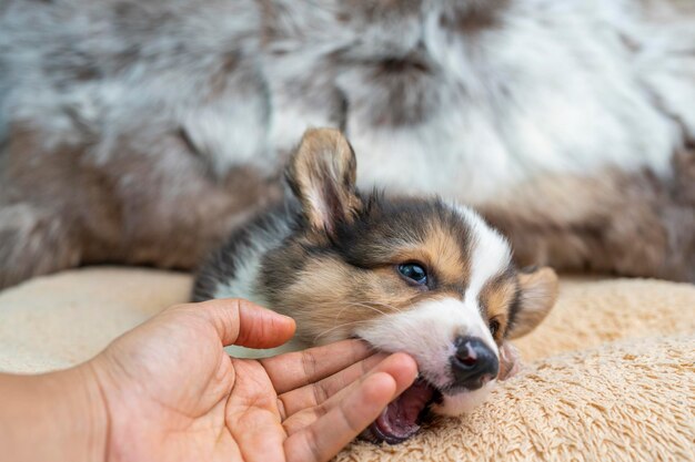 犬のベッドの上にコーギー・ペンブロークの子犬の頭を持っている手