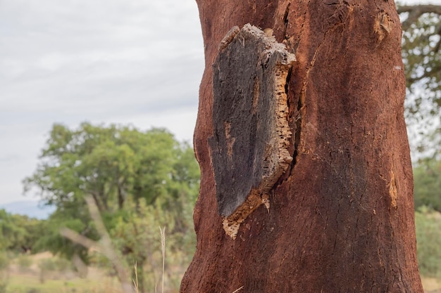 Hand holding Cork tree bark at tree trunk in orchard