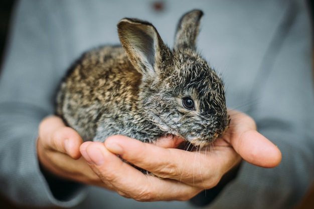 かわいいウサギを持っている手。男は手のひらに小さなウサギを抱えています。