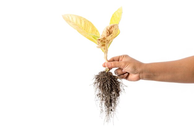 Foto mano che tiene una pianta giovane morta albero di tabacco isolato su sfondo bianco