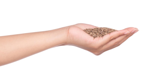 hand holding dill seeds seasoning isolated on white background