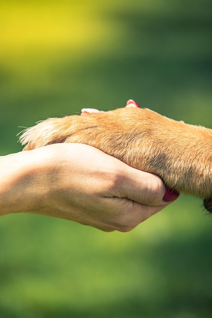 Фото Рука держит собачью лапу и концепция любви