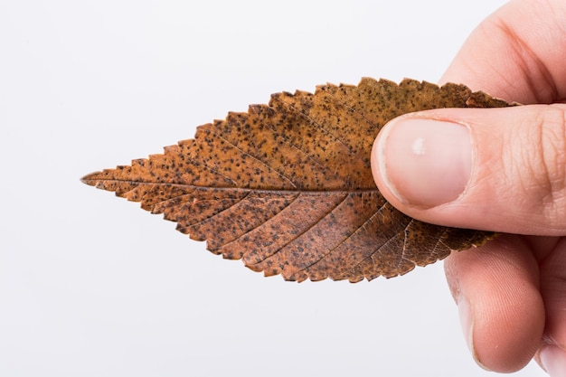 Hand holding a dry autumn leaf on a white background