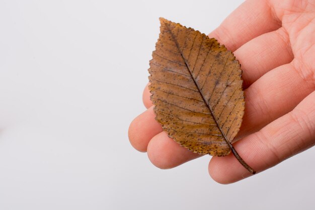 Hand holding a dry autumn leaf on a white background