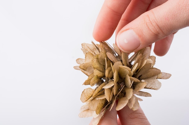 Hand holding a dry autumn leaf on a white background