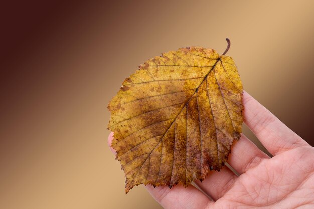 Hand holding a dry autumn leaf on a white background