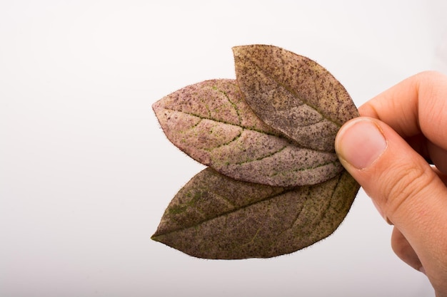 Photo hand holding a dry autumn leaves in hand on a white background