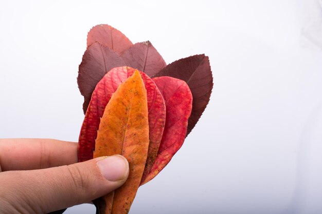 Рука держит сухие осенние листья на белом фоне