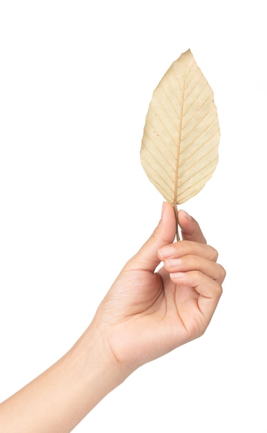 hand holding dry leaf isolated on white background