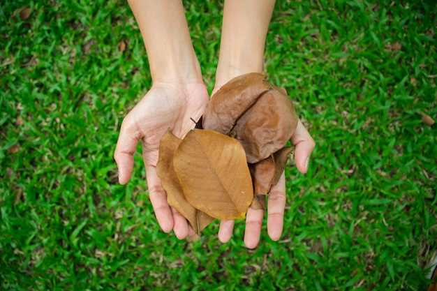 Hand holding dry leaves on a green glass, save energy concept