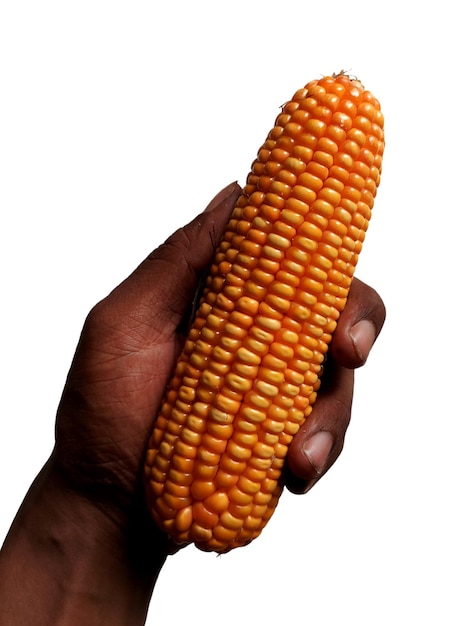 A hand holding an ear of corn