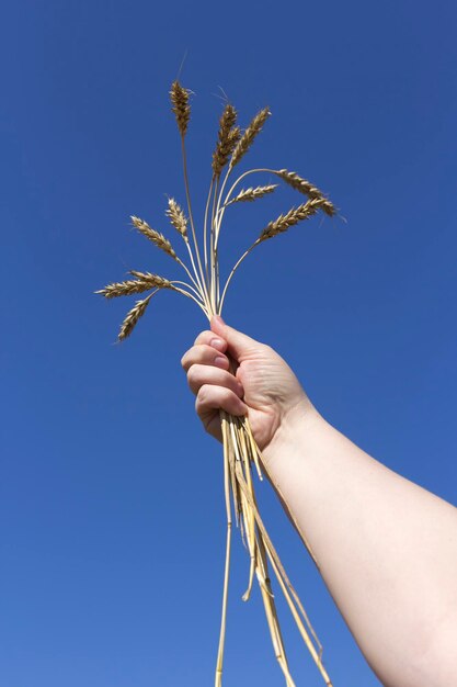 Hand holding ears of wheat against blue sky