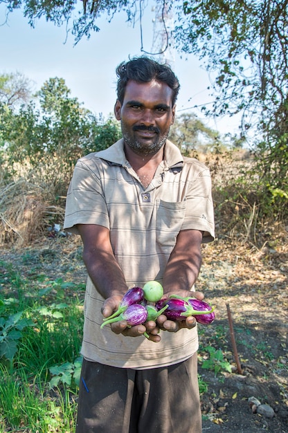 Hand holding eggplant at organic eggplants or brinjal farm