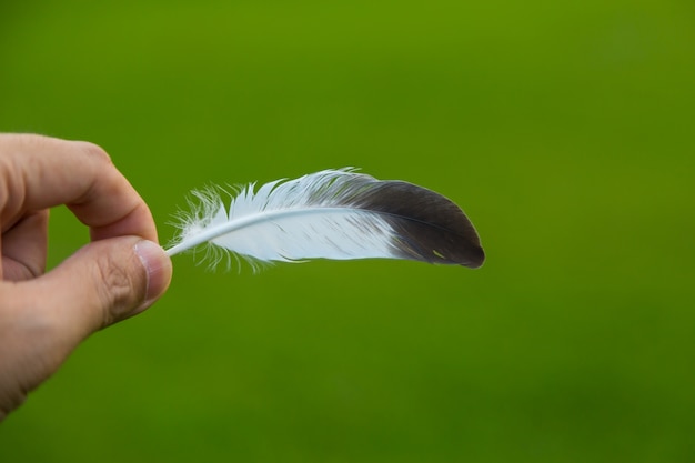 Hand holding a feather in front of green natural background