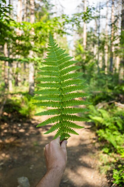 Hand holding a fern leaf in the forest