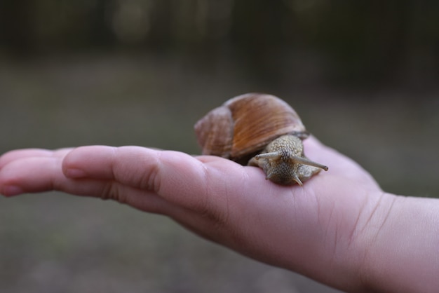 森のブドウのカタツムリを持っている手