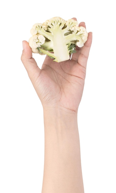 Photo hand holding fresh of cauliflower isolated on white background