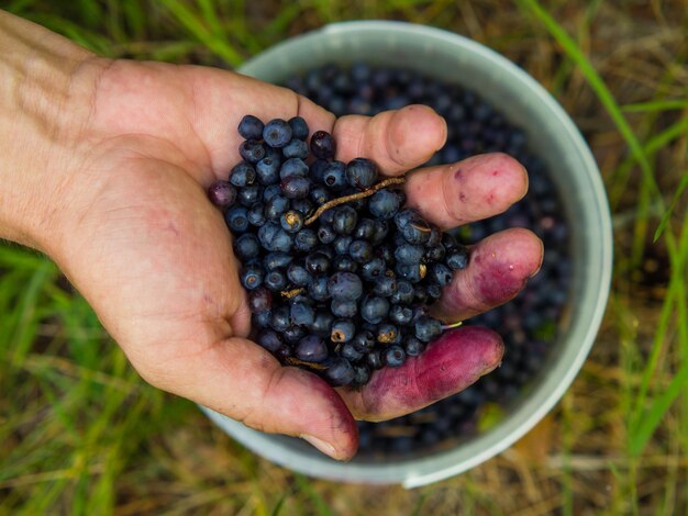 Hand holding fresh common blueberries Vaccinium myrtillus collection of wild natural blueberries in the forest on the swamp