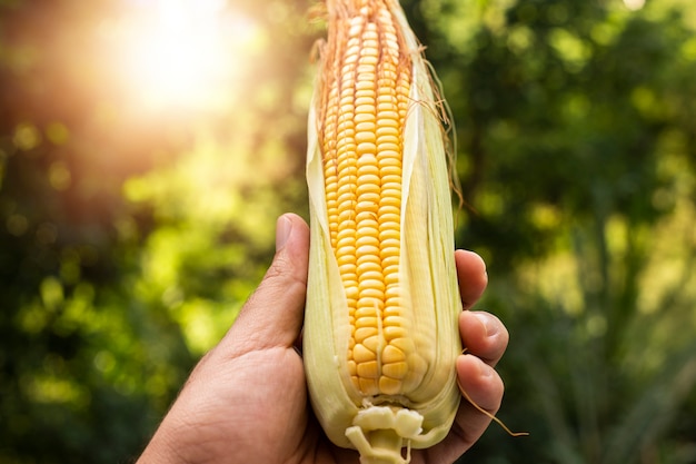 Hand holding fresh corn in garden