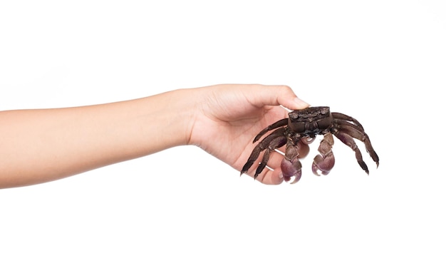 hand holding fresh crab isolated on white background