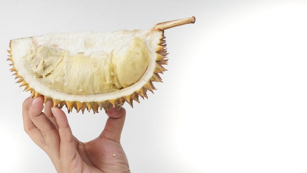 Hand holding fresh cut durian on a white background