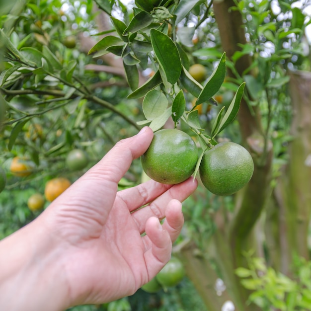 Hand holding fresh green orange fruit on tree 