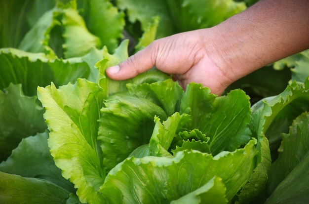 Hand holding Fresh lettuce in garden
