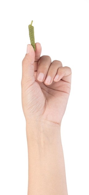 hand holding fresh Long Pepper isolated on white background