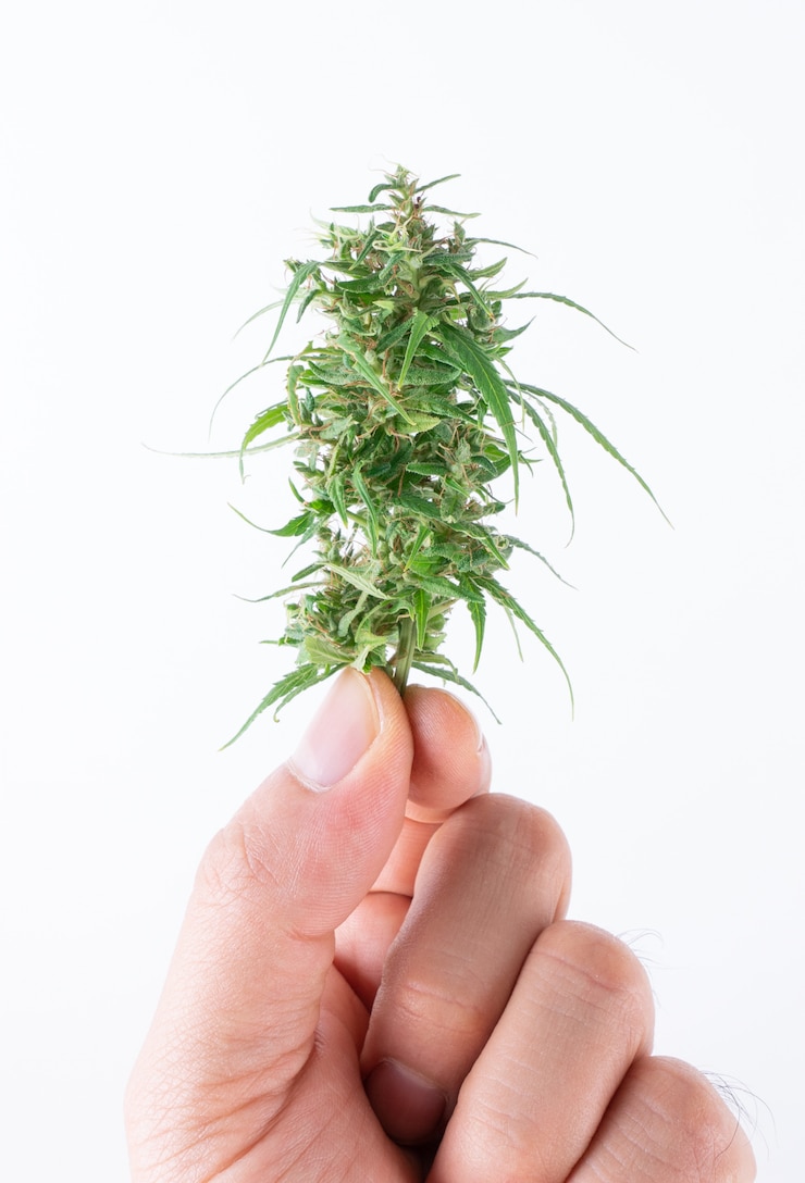 Photo hand holding fresh marijuana
