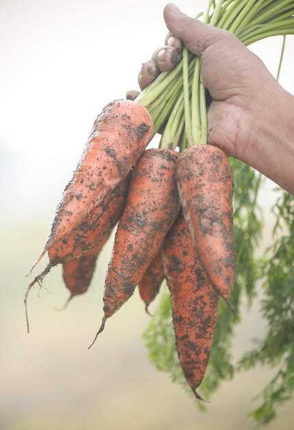 Рука держит свежую и органическую морковь
