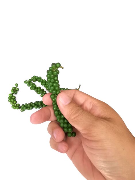 Hand holding fresh pepper isolated on white background