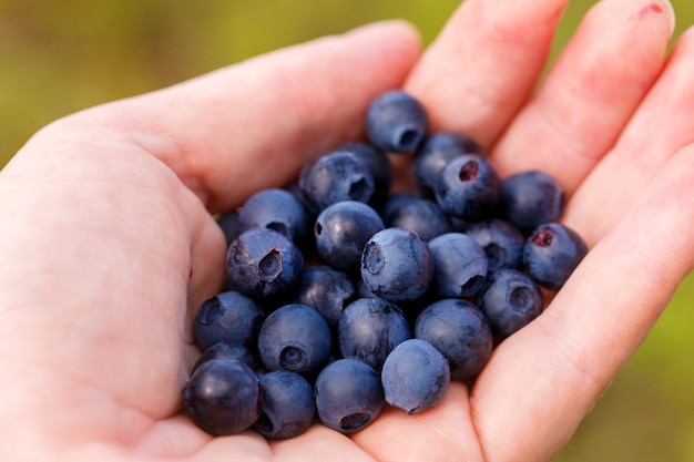 Hand Holding Fresh Picked Blueberries