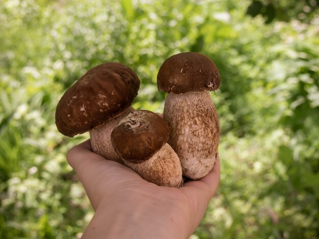 Hand holding fresh Porcini mushrooms