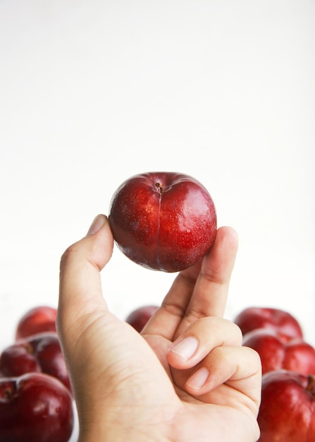 Hand holding fresh red plums on white background