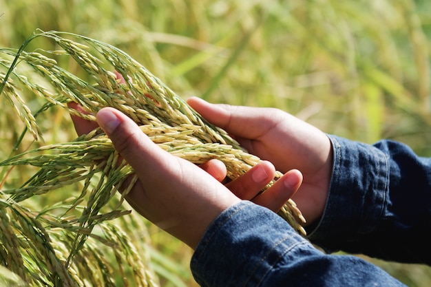 Hand holding fresh rice in field