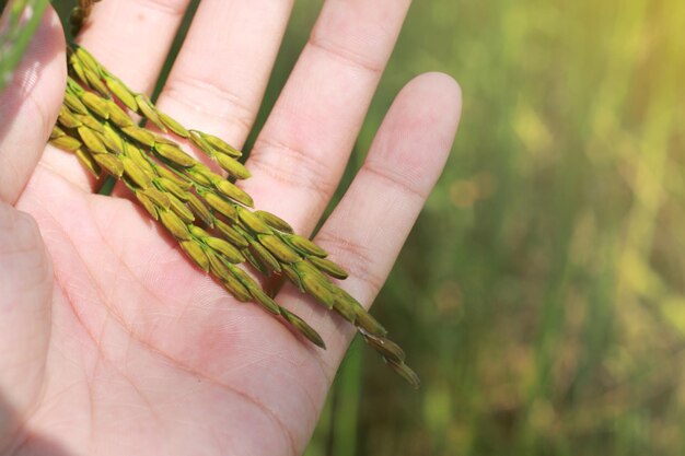 Hand holding fresh rice with green leaves background close up