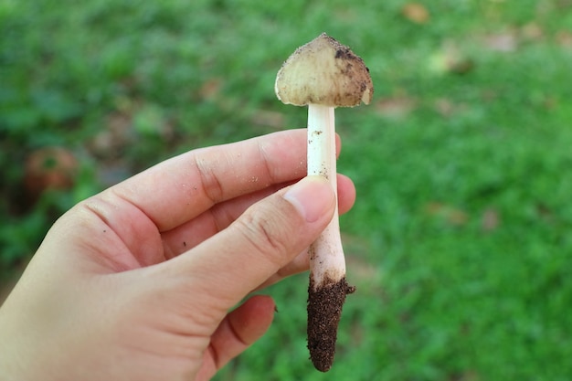 흐린 된 잔디 배경으로 신선한 흰개미 버섯을 들고 손
