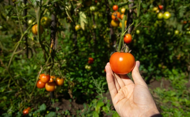 Hand holding fresh tomato in field