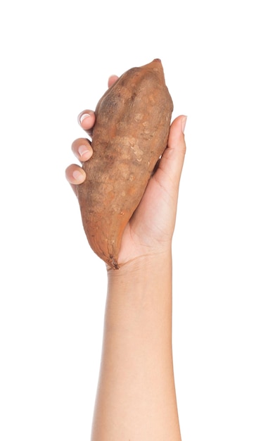 hand holding fresh yam potato isolated on white background