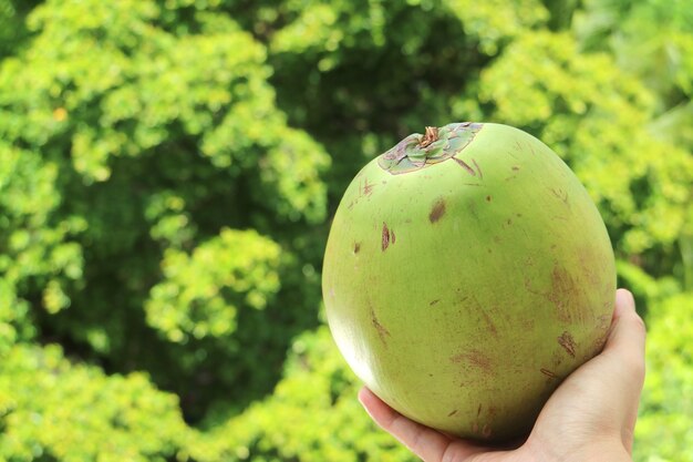 Hand holding a fresh young coconut with blurry green foliage in background