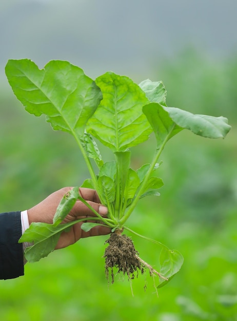 Hand holding freshly harvested spinach