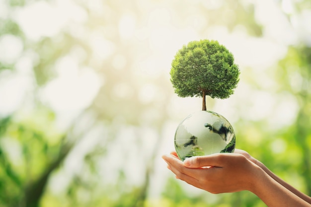 Mano che tiene la sfera del globo di vetro con la crescita degli alberi e la natura verde green