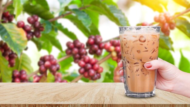 Hand holding the glass iced coffee on wooden table on fresh coffee beans tree background Ice latte coffee