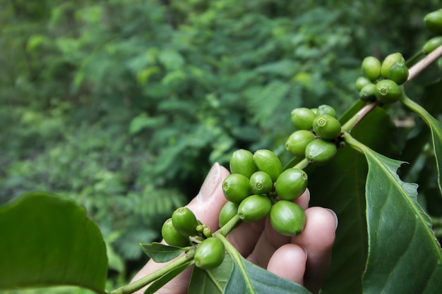 hand holding green coffee seed