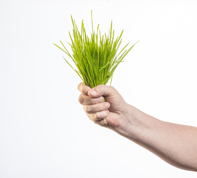 hand holding green grass