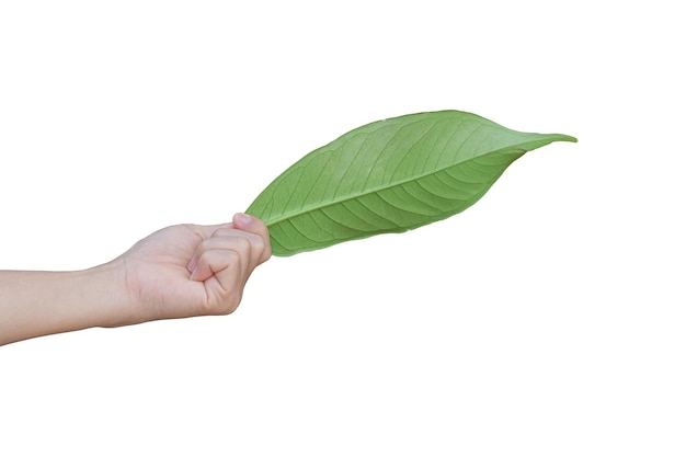 Photo hand holding a green leaf isolated on white background with clipping path